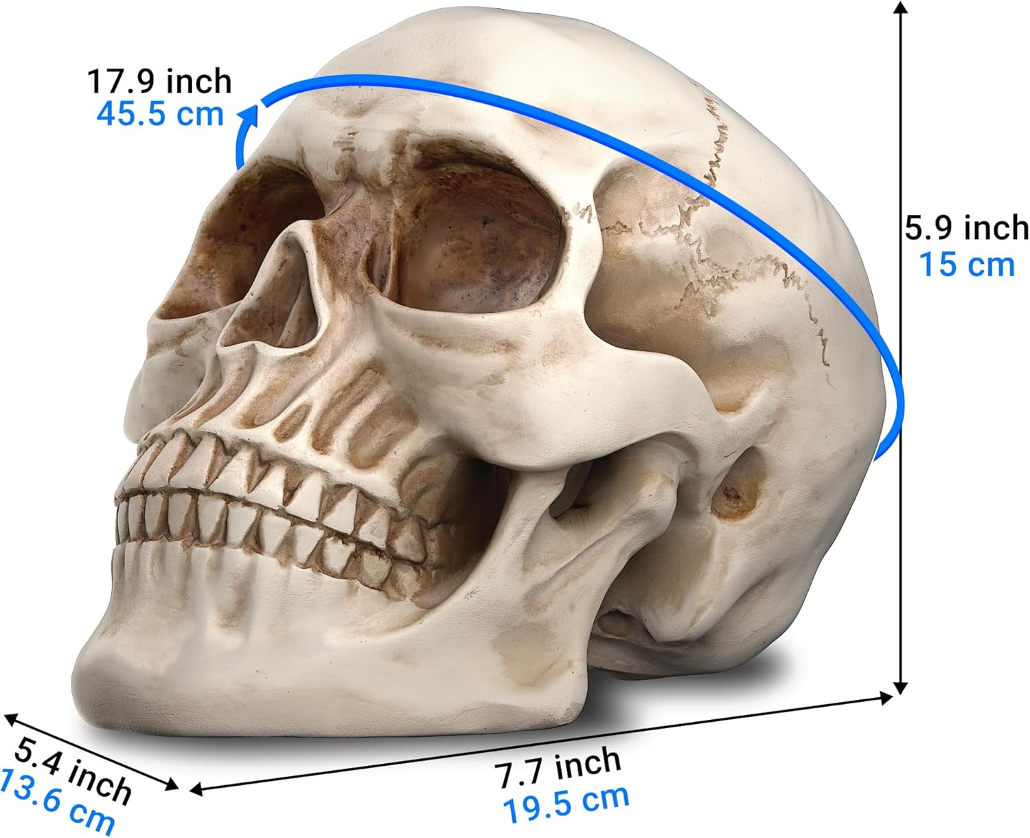 READAEER Resin Skull Statue for Home Decor